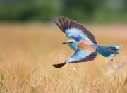 金年会官方网站-本泽马精神闪耀，加拿大关键先生破茧而出，力克哥伦比亚背后的成长哲学