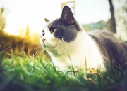 金年会官方-中国横扫智利，罗德里戈于世界排名争夺战中接管比赛铸就经典