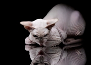 金年会网站-范戴克的南极大回旋，当彩虹之国对撼天涯之国，一场钢铁意志的无声洗礼