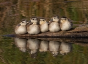 金年会网站-揭幕日双响炮，从CBA到F1，跨界王者如何诠释接管比赛