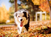 JNH体育-第三节狂飙！辽宁队东决关键战单节击溃灰熊