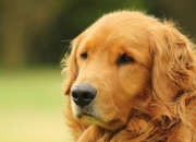 金年会官方网站-福克斯末节统治赛场，广东队惊险力克辽宁队夺冠