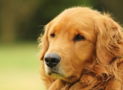 金年会官方网站-福克斯末节统治赛场，广东队惊险力克辽宁队夺冠