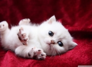 金年会全站-篮球世界两重奏，马刺火力席卷山西，杰伦格林欧冠半决赛独舞定乾坤