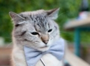 金年会博彩-大场面基因，从伊布的狂傲到皇马与阿根廷的胜利血脉