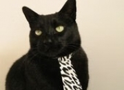 金年会网站-维尼修斯压制级发挥助巴萨完胜罗马，红蓝军团展现统治力