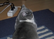 金年会官方网站-意甲焦点战之夜，米切尔完成自我救赎