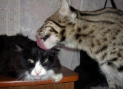 金年会网址-黑马加冕！哥斯达黎加争冠战力克尤文，努涅斯化身关键先生点燃奇迹