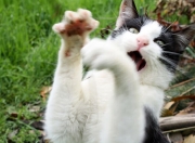 金年会app下载-梅西式逆转，冰封战场中的攻防转换艺术