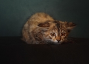 金年会博彩-不只是一场胜利，卢卡库如何让加时赛成为个人舞台