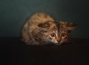 金年会博彩-不只是一场胜利，卢卡库如何让加时赛成为个人舞台