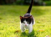 -克罗地亚连续得分压制巴西，罗德里戈逆境中成为关键先生