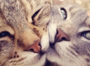 金年会APP-当篮球回归原点，约基奇的数据爆炸如何重定义季后赛之夜