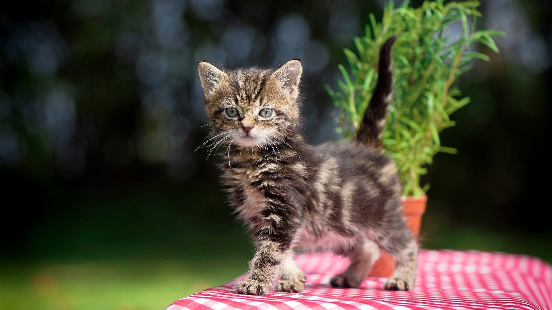 西亚卡姆奥运接管战与广东队争冠胜出,国际球员的双重使命与荣耀