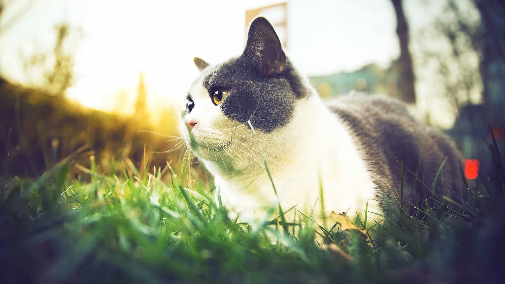 老将的黄昏独舞与新军的血色黎明，足球世界里，两种胜利的哲学