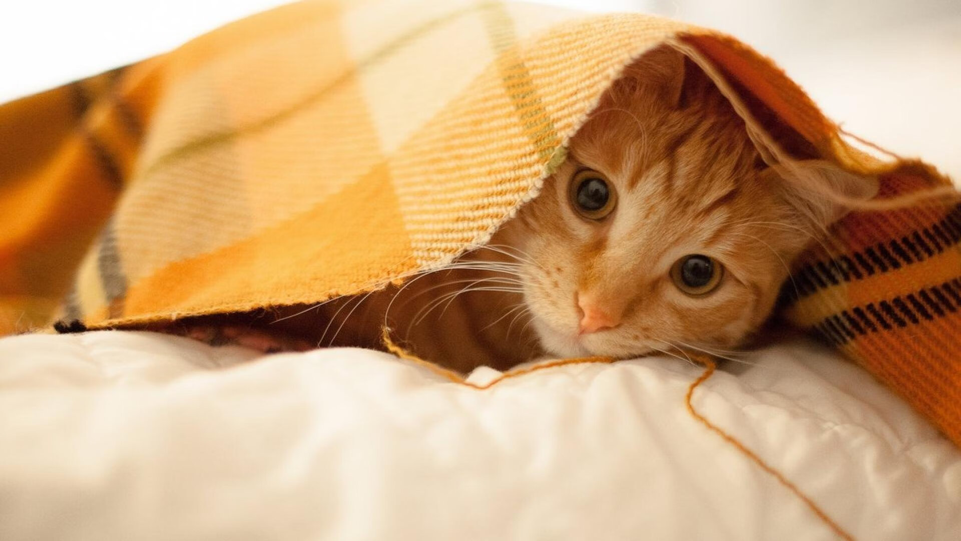 小贾伦·杰克逊淹没布鲁克林，一场攻防两端的个人统治秀