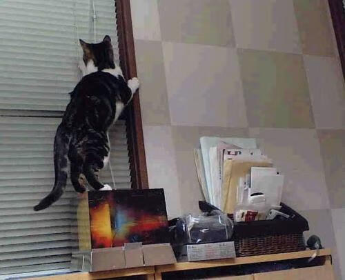 托尼的钢索，当委内瑞拉的野性遇上苏格兰的秩序，攻防转换如何主宰一场跨大陆的战术博弈