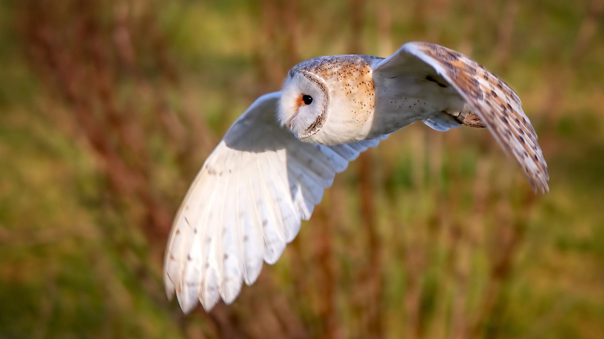 双城记,北京队战术收割魔术,利拉德在北美世界杯赛场完成死神接管