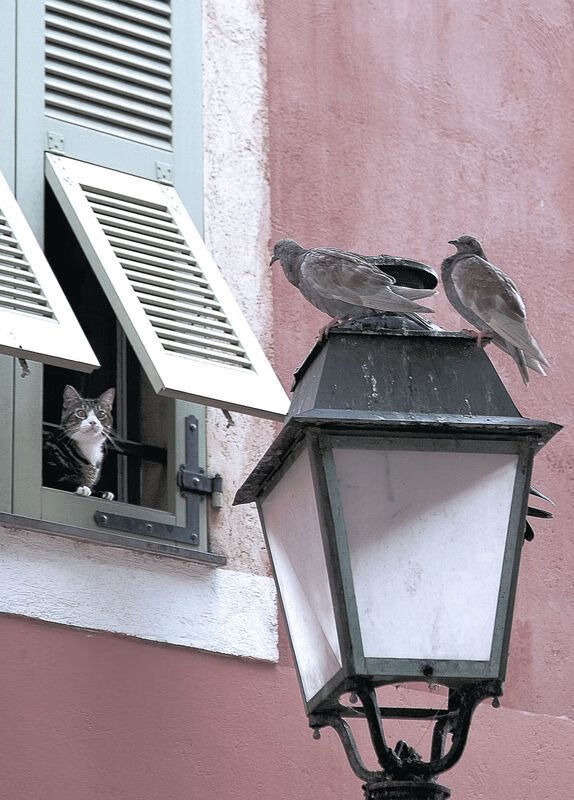 双星闪耀赛场,阿森纳连续得分压制新西兰,罗德里东决关键战接管比赛