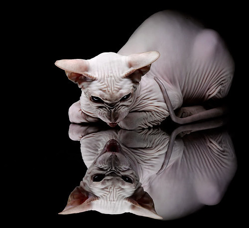 范戴克的南极大回旋,当彩虹之国对撼天涯之国,一场钢铁意志的无声洗礼