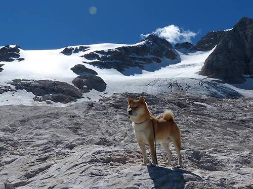 锁链与孤岛，当戈贝尔的统治力成为爵士终结的注脚
