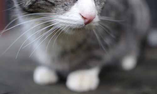 NBA季后赛焦点战,爵士队强势晋级,广厦队虽败犹荣