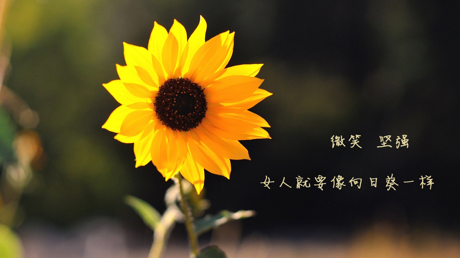 逆转苍穹，美加墨世界杯之夜，小贾伦英雄之名永刻