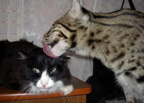 黑马加冕!哥斯达黎加争冠战力克尤文,努涅斯化身关键先生点燃奇迹