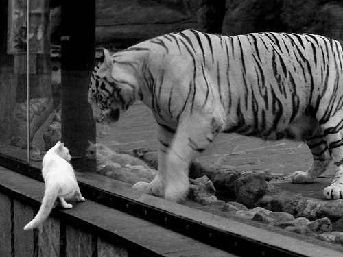 黑马加冕!哥斯达黎加争冠战力克尤文,努涅斯化身关键先生点燃奇迹