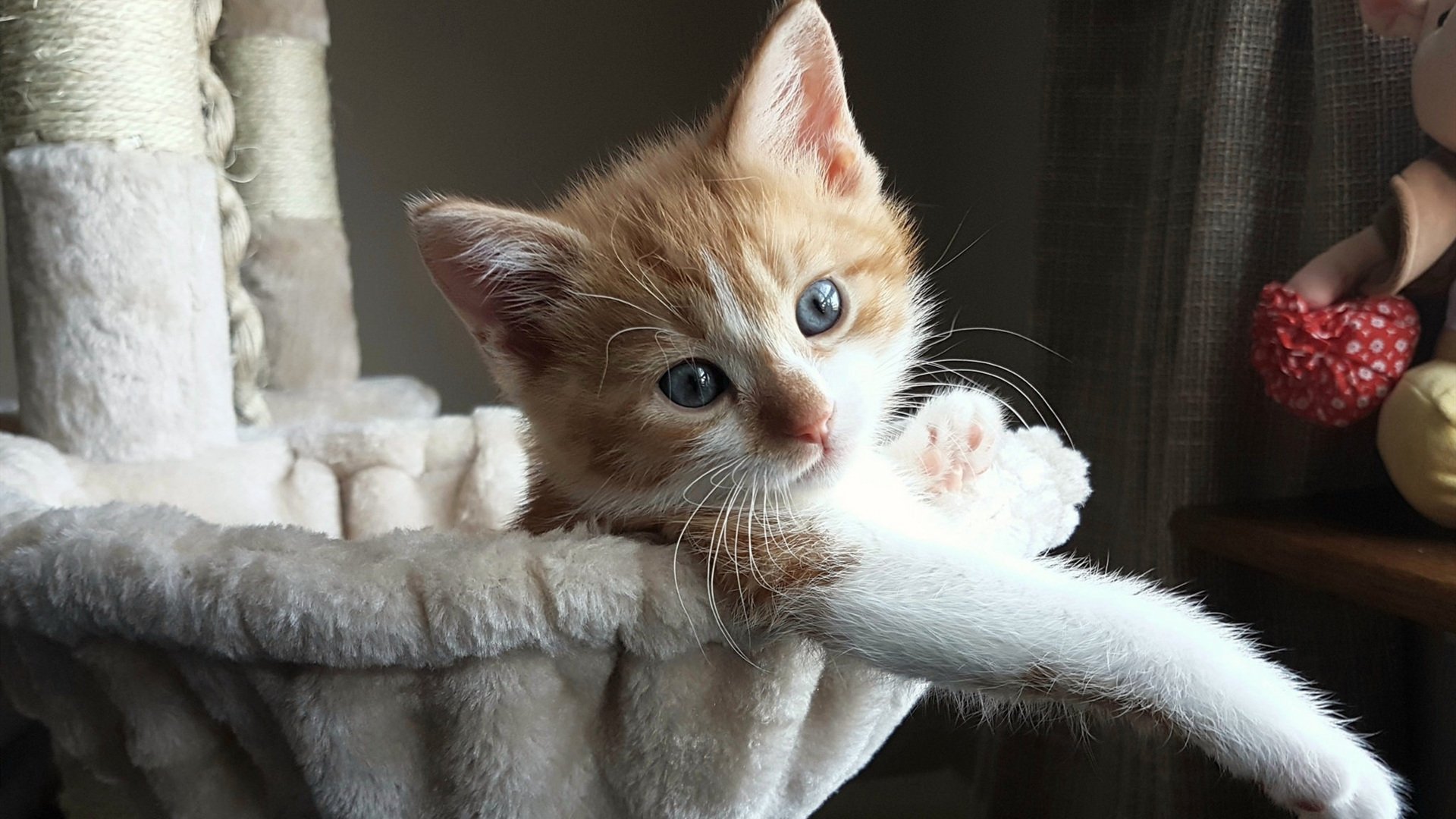 英格兰横扫乌克兰,凯塞多展现巨星价值,新星照亮三狮军团未来