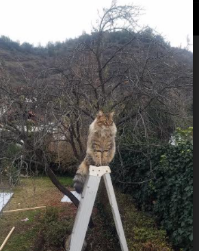 阿劳霍致命一击！几内亚力克洪都拉斯昂首出线，关键先生一锤定音